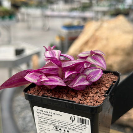 Tradescantia zebrina 'Pink Paradise'