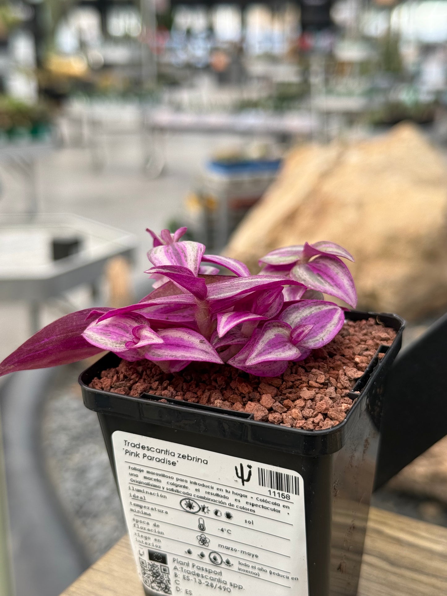 Tradescantia zebrina 'Pink Paradise'