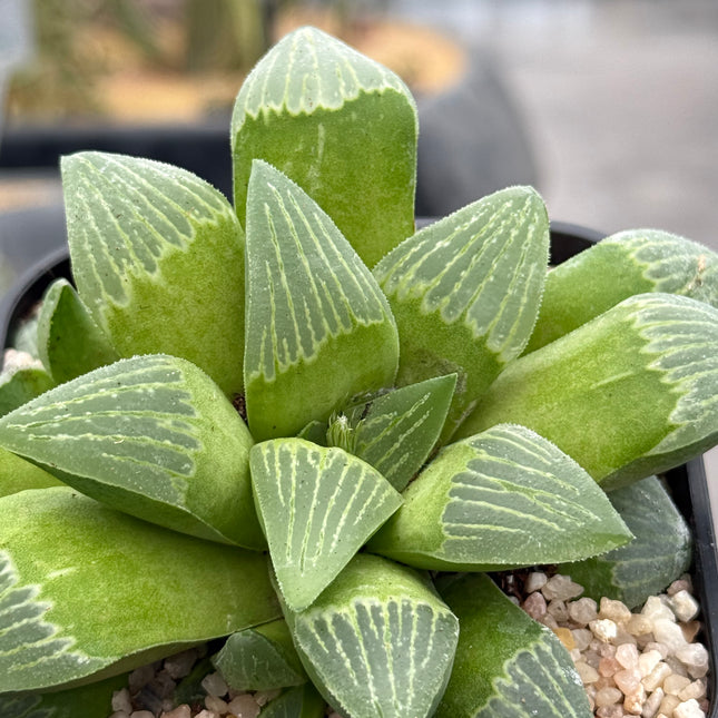 Haworthia ‘Maxi Suka Ball’
