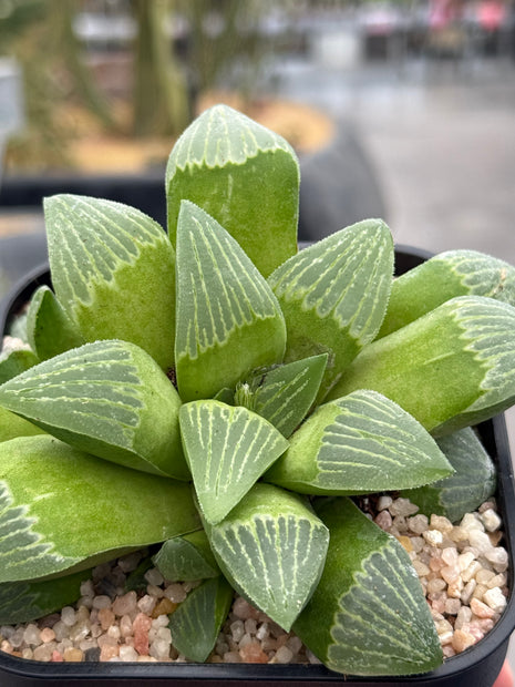 Haworthia ‘Maxi Suka Ball’