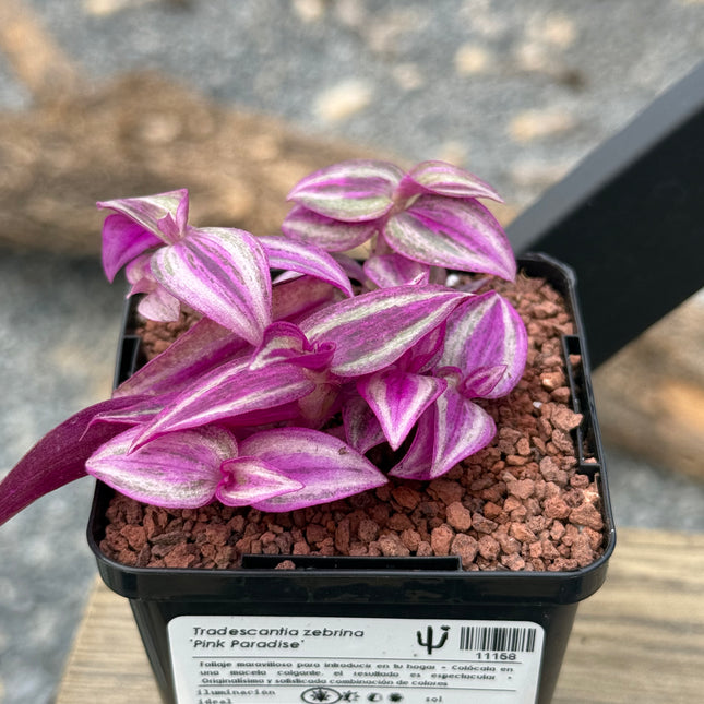 Tradescantia zebrina 'Pink Paradise'