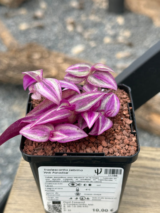 Tradescantia zebrina 'Pink Paradise'