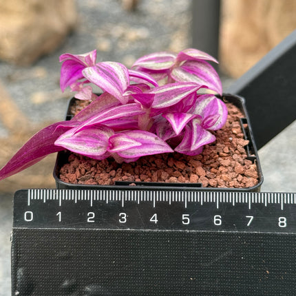 Tradescantia zebrina 'Pink Paradise'