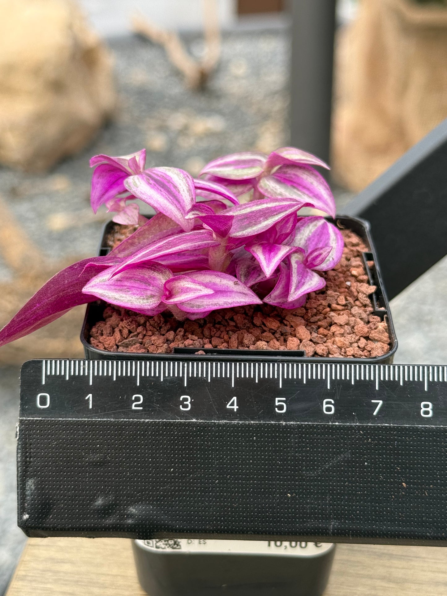 Tradescantia zebrina 'Pink Paradise'