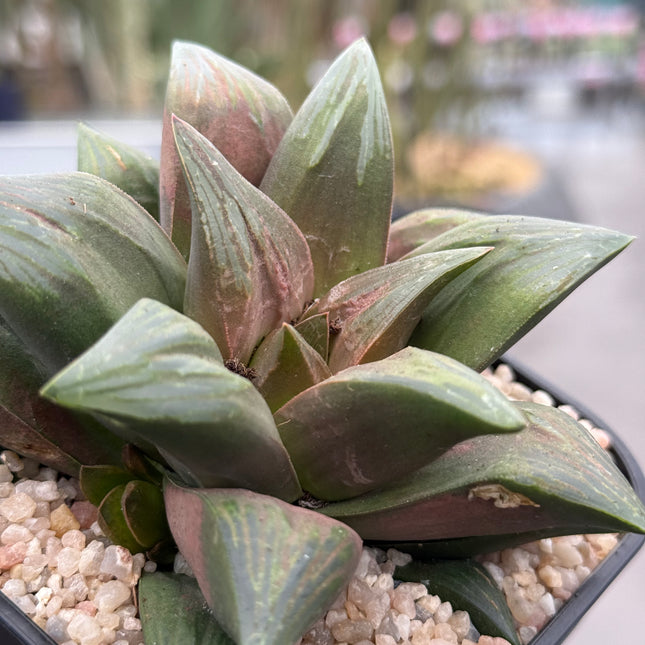 Haworthia ‘Taka No Tsune’