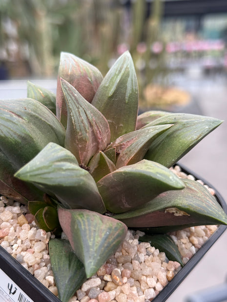 Haworthia ‘Taka No Tsune’