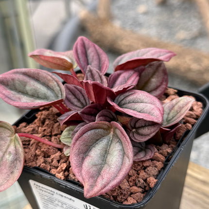 Peperomia caperata ‘Cayenne’