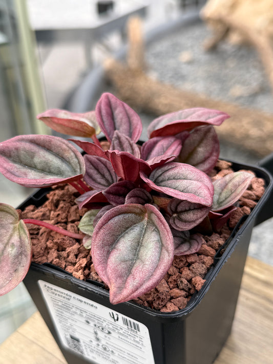 Peperomia caperata 'Cayenne'