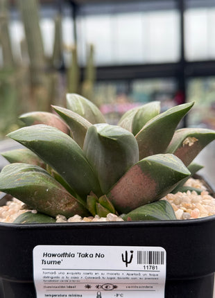 Haworthia 'Taka No Tsune'