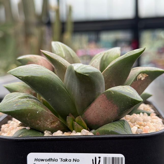 Haworthia ‘Taka No Tsune’