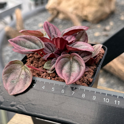 Peperomia caperata ‘Cayenne’