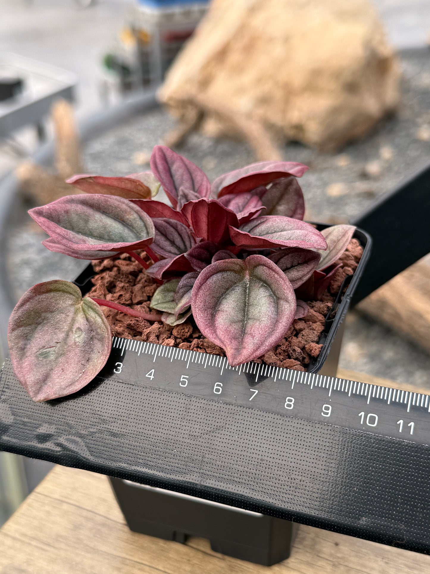 Peperomia caperata 'Cayenne'