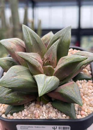 Haworthia 'Taka No Tsune'