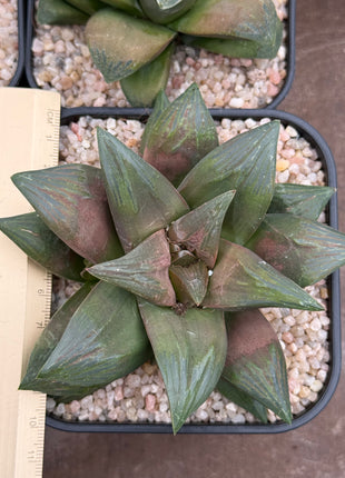 Haworthia 'Taka No Tsune'