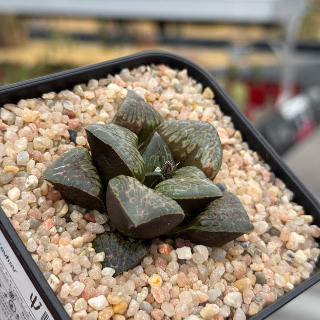 Haworthia ‘Kou Hou’