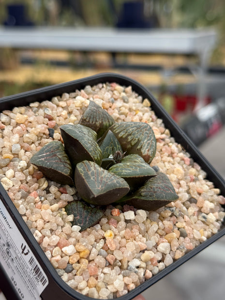Haworthia ‘Kou Hou’