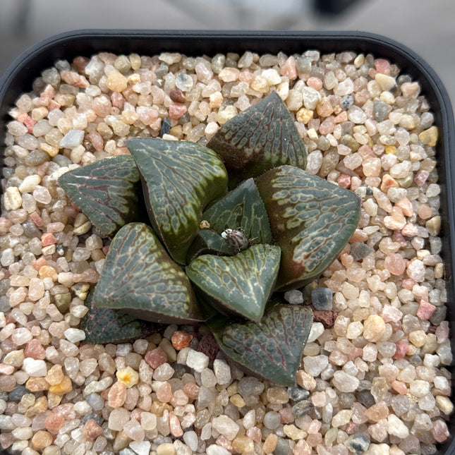 Haworthia ‘Kou Hou’