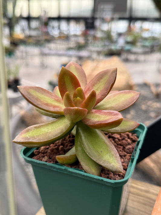 Sedum adolphii