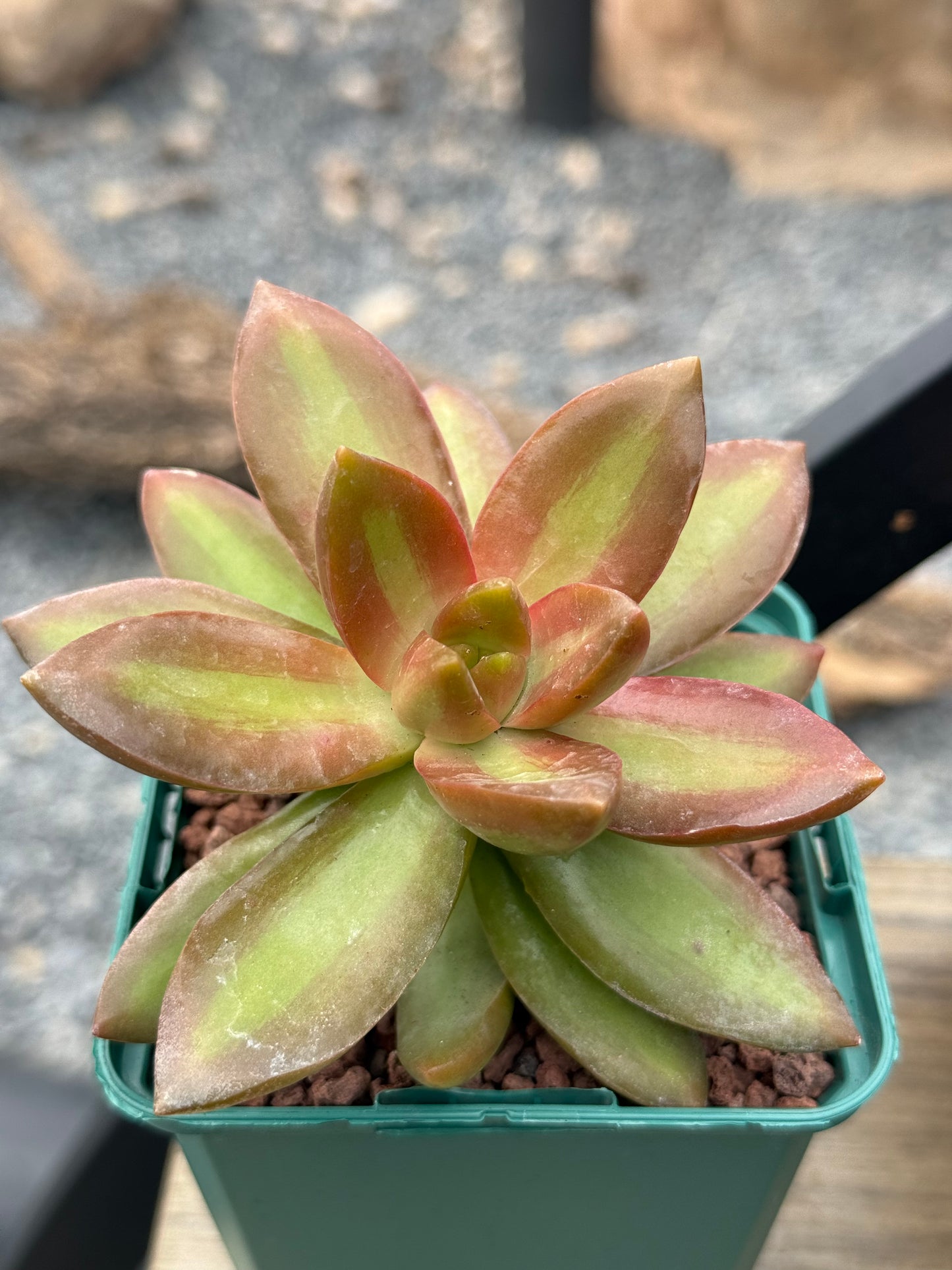 Sedum adolphii