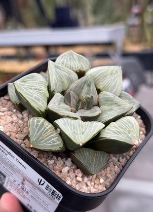 Haworthia ‘Green Widow’