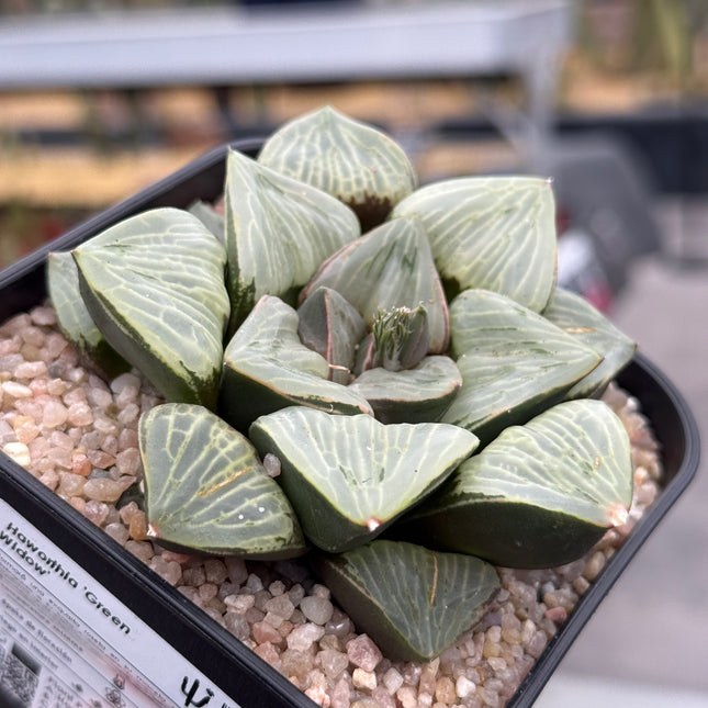 Haworthia ‘Green Widow’
