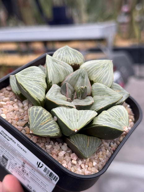 Haworthia ‘Green Widow’