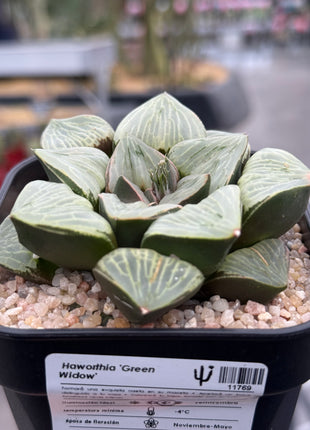 Haworthia ‘Green Widow’