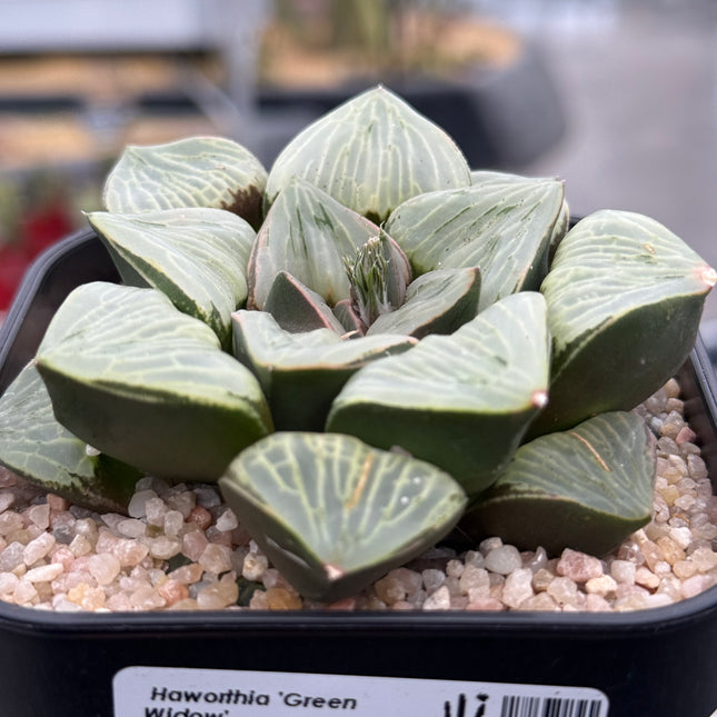 Haworthia ‘Green Widow’