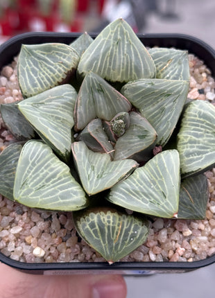 Haworthia ‘Green Widow’