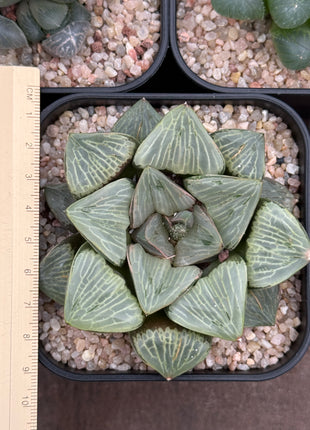 Haworthia ‘Green Widow’