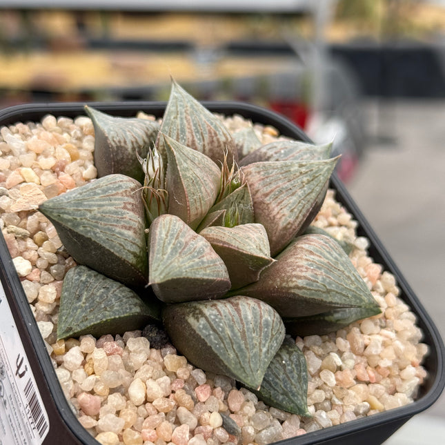 Haworthia ‘Red Tiger’