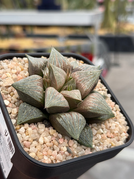 Haworthia ‘Red Tiger’