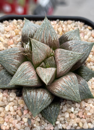 Haworthia ‘Red Tiger’