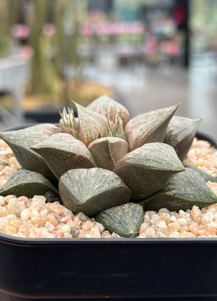 Haworthia ‘Red Tiger’