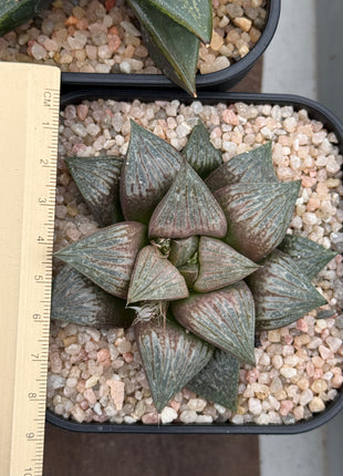 Haworthia ‘Red Tiger’
