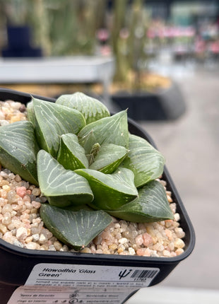 Haworthia ‘Glass Green’