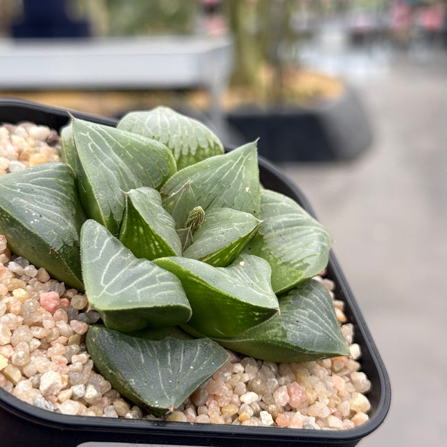 Haworthia ‘Glass Green’