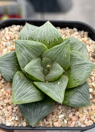 Haworthia ‘Glass Green’