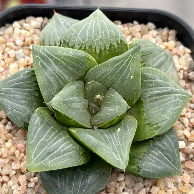 Haworthia ‘Glass Green’