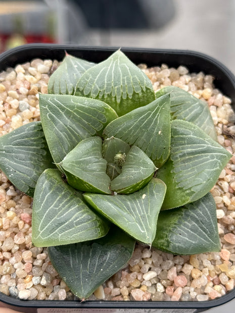 Haworthia ‘Glass Green’