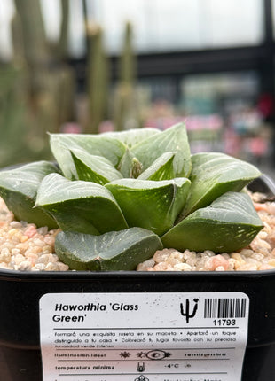 Haworthia ‘Glass Green’