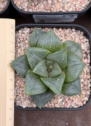 Haworthia ‘Glass Green’