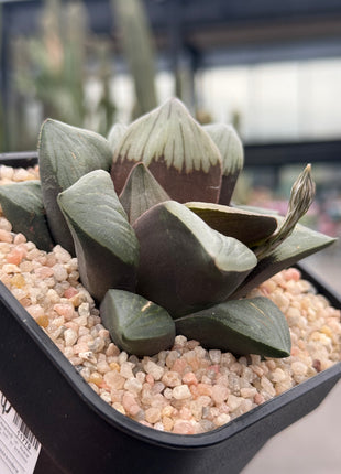Haworthia ‘Black Hole’
