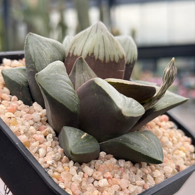 Haworthia ‘Black Hole’