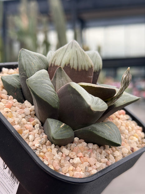 Haworthia ‘Black Hole’