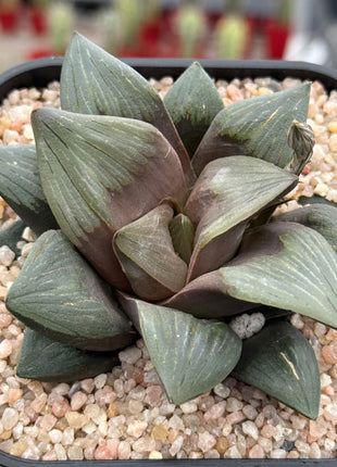 Haworthia ‘Black Hole’