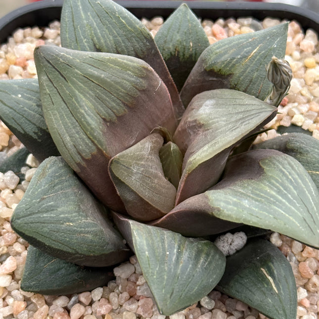 Haworthia ‘Black Hole’