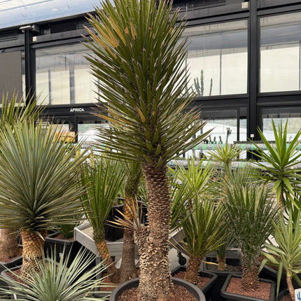 Yucca filifera