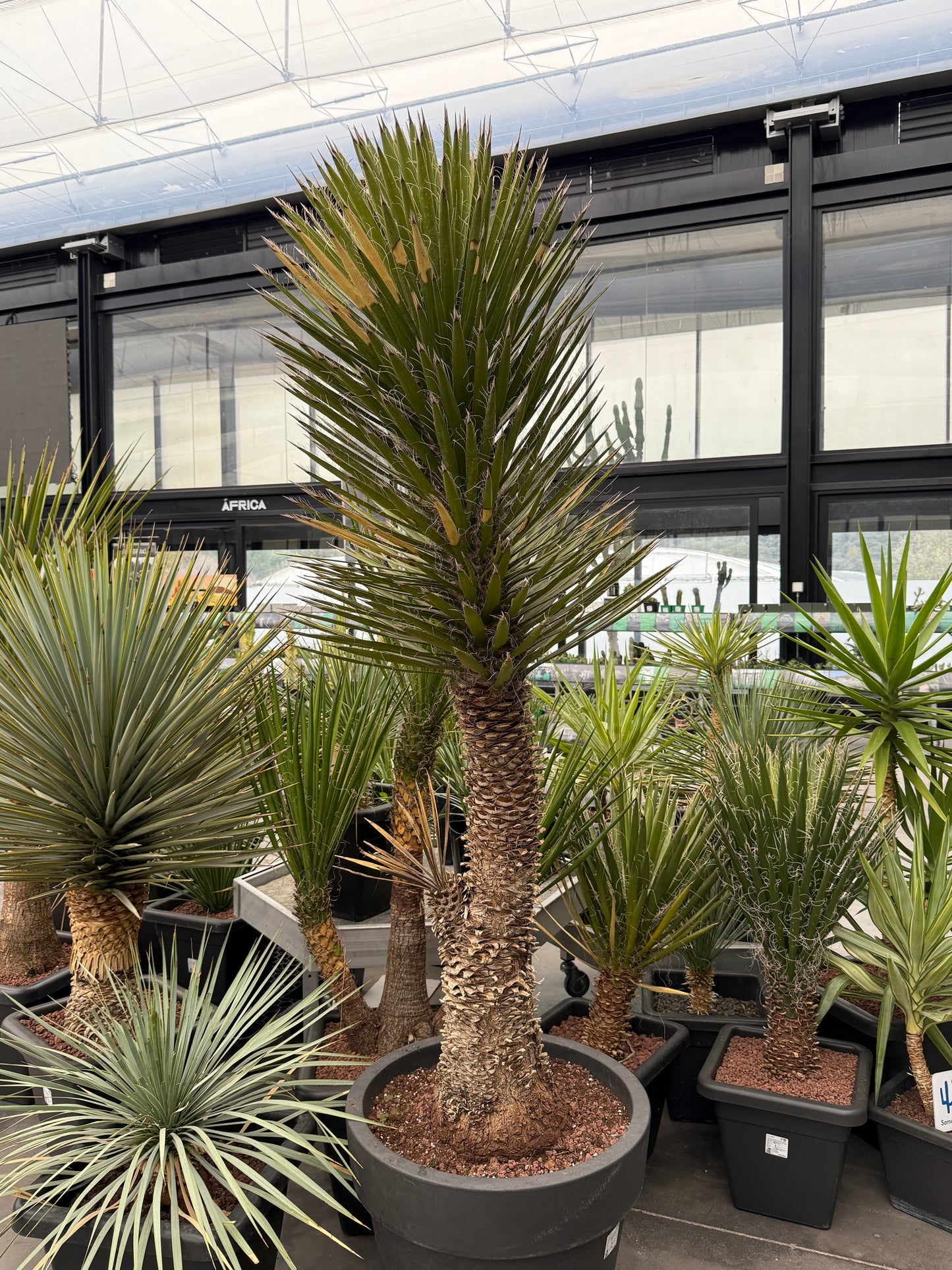 Yucca filifera