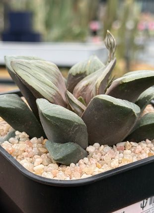 Haworthia ‘Black Hole’